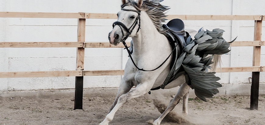 Petreceri copii Gallop